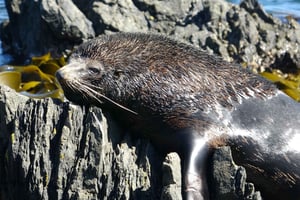 Wellington: Halvdagssafari på sælkysten