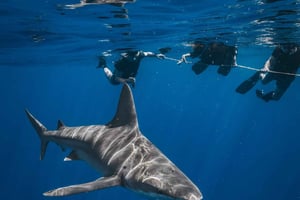 West Palm Beach: Aventura de snorkel con tiburones con Gung Ho Divers