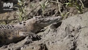 ホワイトサンデークロコダイルサファリ