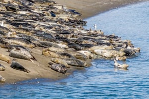 Wildlife Boat Cruise: Port Townsend, WA