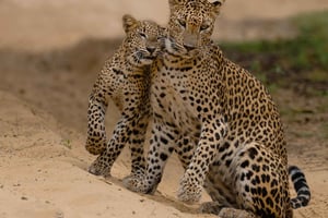 Safari por el Parque Nacional de Wilpattu Guiado por NATURALISTA / GUARDABOSQUES