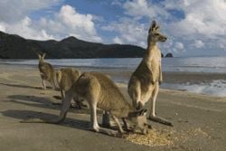 Parque Nacional de Cape Hillsborough