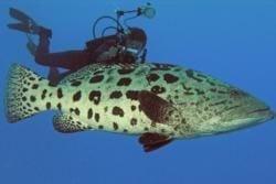 グレートバリアリーフ、生きている世界！