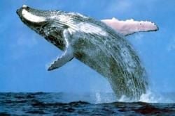 グレートバリアリーフ、生きている世界！