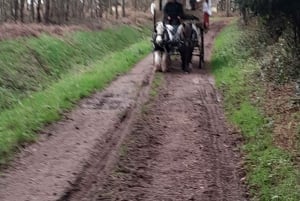 Rit met paardenkoets en picknickmand