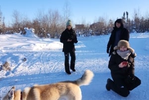 Yellowknife: Hundesledetur