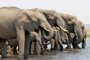 5 dages safari i Chobe Nationalpark og Victoria Falls