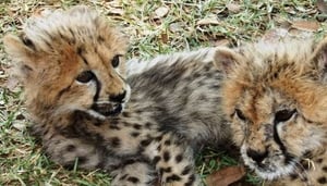 Cheetah Walks - Mukuni Big Five Safaris