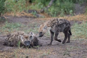 Chobe heldagsspel och safari båtkryssning