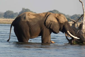 Desde Livingstone: safari por el Parque Nacional Chobe y Rhino Walk