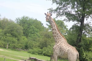 Mosi oa Tunya Game Drive och Rhino Walking Safari