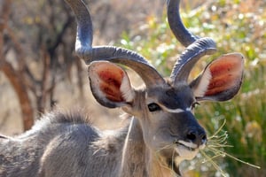 Livingstone: Game drive en witte neushoorn wandelsafari