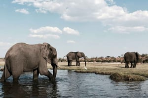 Na natureza selvagem de Kafue – Aventura de safári de 3 dias