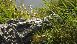 Kalimba Reptile Park