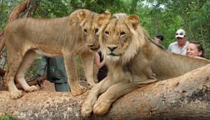 Lion Walks - Mukuni Big Five Safaris