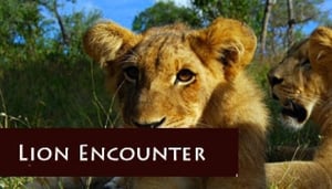 Lion Walks - Safari Par Excellence