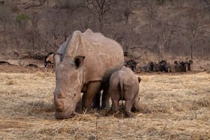 Livingstone Rhino Encounter and Heritage Tour