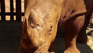 Lusaka National Park