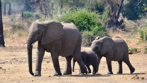 Mama Tembo Tours