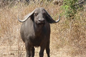 Mfuwe: 5-Day South Luangwa Safari with Camping & Meals