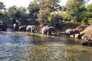 LIVINGSTONE ZAMBIA:SAFARI GAME DRIVE & RHINO WALK