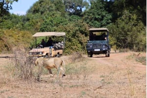 South Luangwa: Morgendliche Pirschfahrt im Park mit Transfers