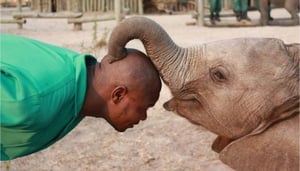 The Lilayi Elephant Nursery