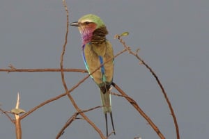 Victoriafälle: Private Vogelbeobachtungs-Safari in der Nähe der Stadt