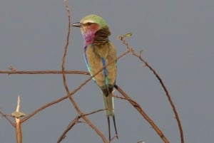 Wodospady Wiktorii: Prywatne safari z obserwacją ptaków w pobliżu miasta