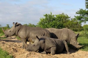 Zambia and Botswana: 5-Day Safari