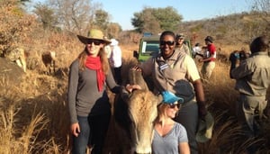 Africa Centre for  Holistic Management