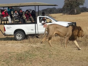 African Zebras Safaris