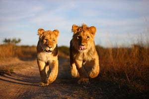 Antelope Park Activities