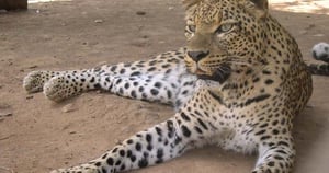 Chipangali Wildlife Orphanage