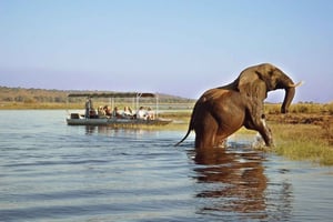 Chobe dagsafari en Boma diner vanuit Victoria Watervallen