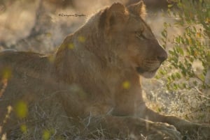 Safari d'une journée à Chobe et excursion au lever du soleil aux chutes Victoria (Combo)