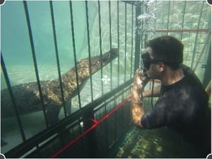 Crocodile Cage Diving