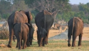 Experience Africa Safaris