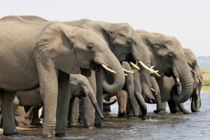 Vanuit Victoria Watervallen: Dagtrip naar het Chobe National Park