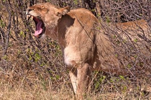 Desde las Cataratas Victoria Excursión de un día al Parque Nacional de Hwange y Safari