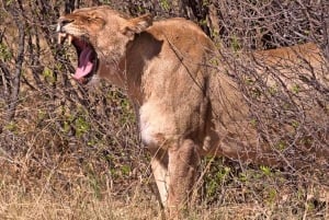 Fra Victoriafallene: Dagstur og safari i Hwange nasjonalpark