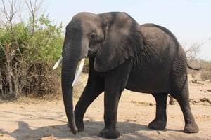 De Victoria Falls: Safari do Chobe do nascer ao pôr do sol