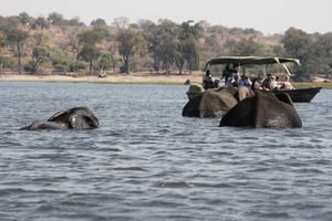 Full Day Safari Adventure in Chobe From Victoria Falls