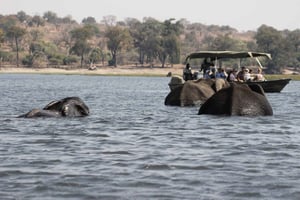 Safari de dia inteiro em Chobe a partir das Cataratas Vitória