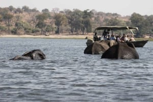 Całodniowa przygoda safari w Chobe z Victoria Falls