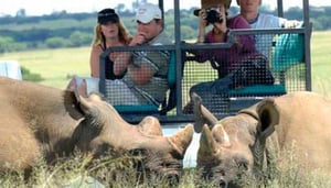 Fun Photography Wild