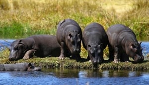 Best Private Game Parks Around Harare