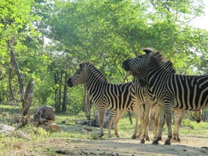Hippo Pools Wilderness Camp
