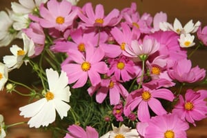 Honeybear Guest House