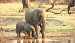 Hwange Lodges and Camping